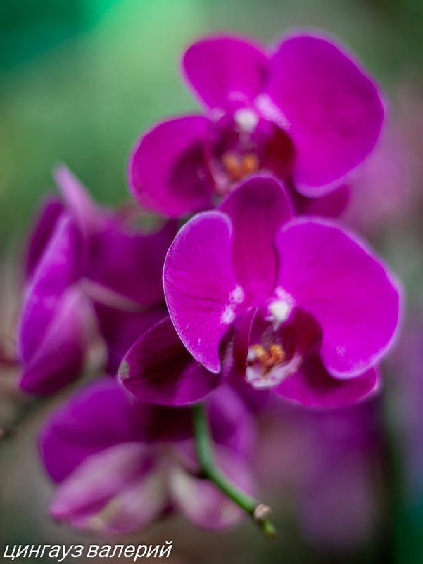 орхидеи - Валерий Цингауз
