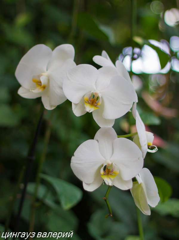 белая орхидея (утёнок) - Валерий Цингауз