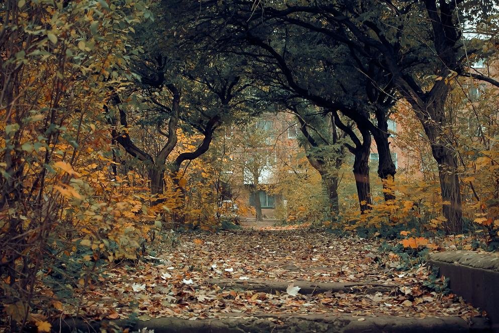 Под зеленой кроной на желтых листьях - Константин Земсков