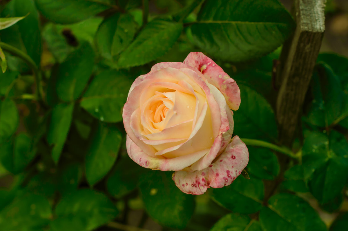 роза - pangrador(юрий) щукин