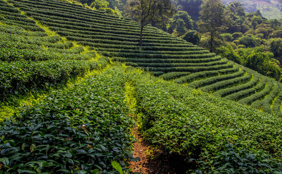 tea field - Max 