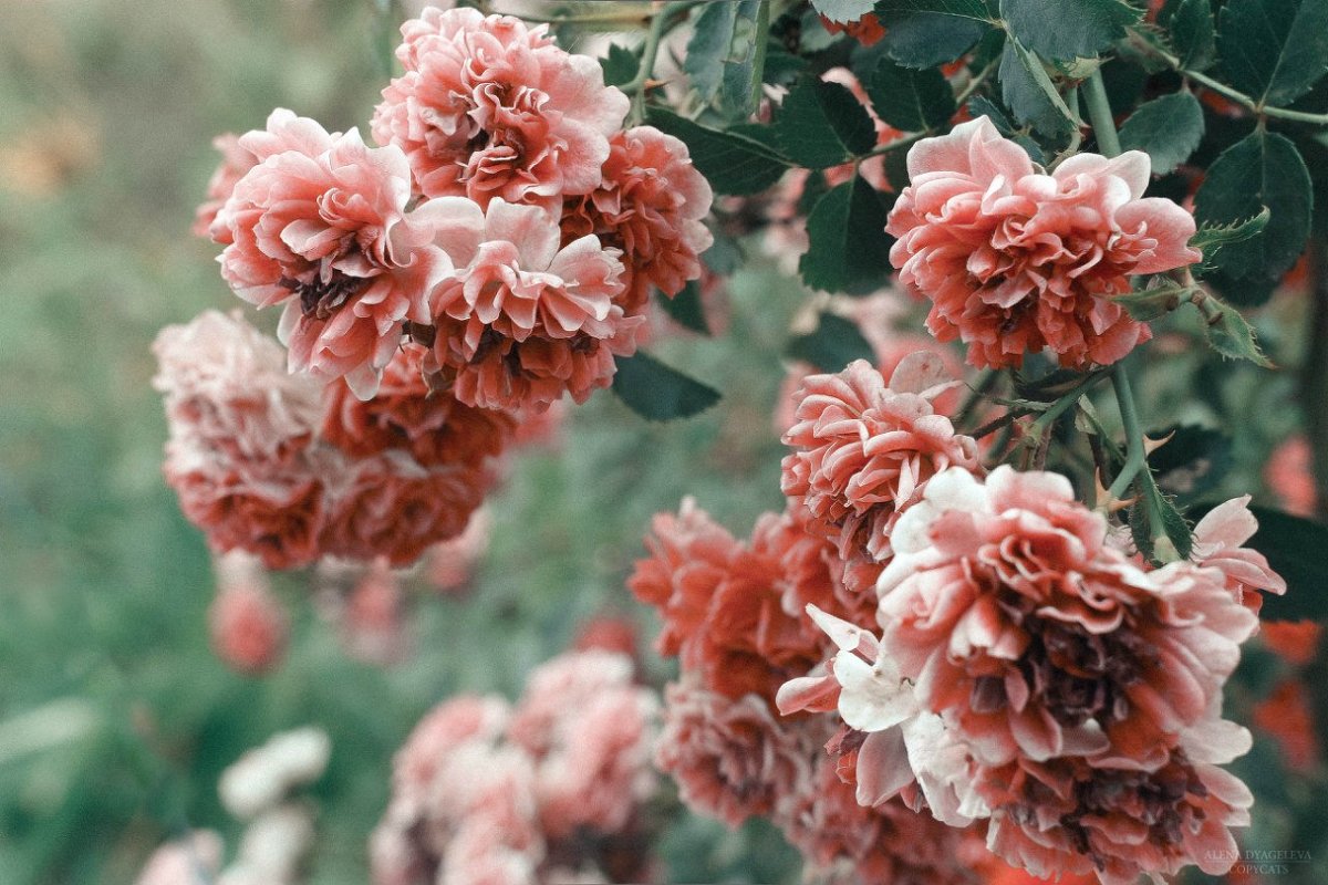 розы - Алёна Дягелева
