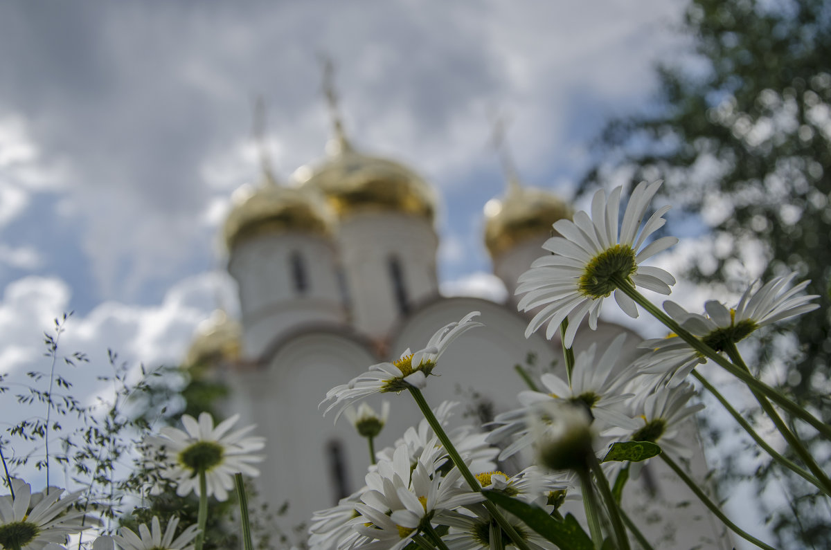 Через ромашки... - Мария Миргородская