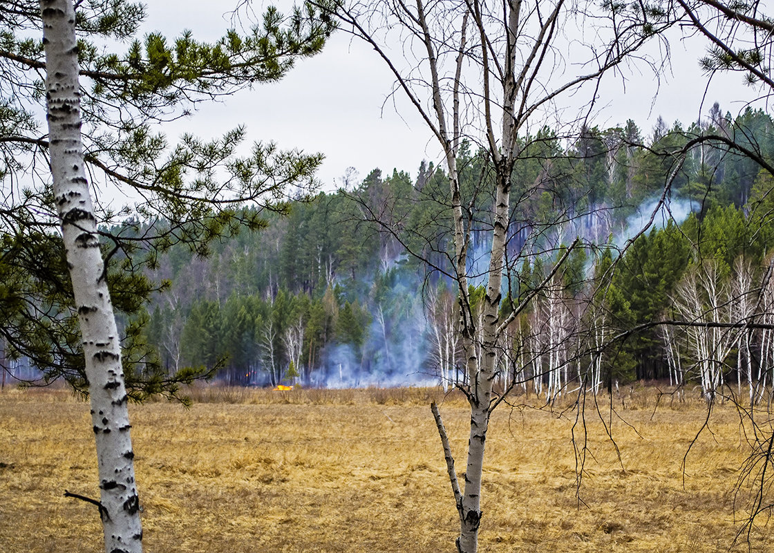 Лесные пожары в Сибири... - Светлана Воробьёва