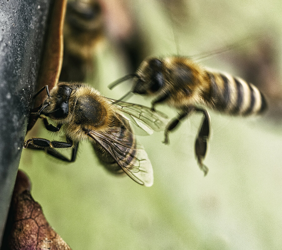 Две пчелы - Александр Русинов
