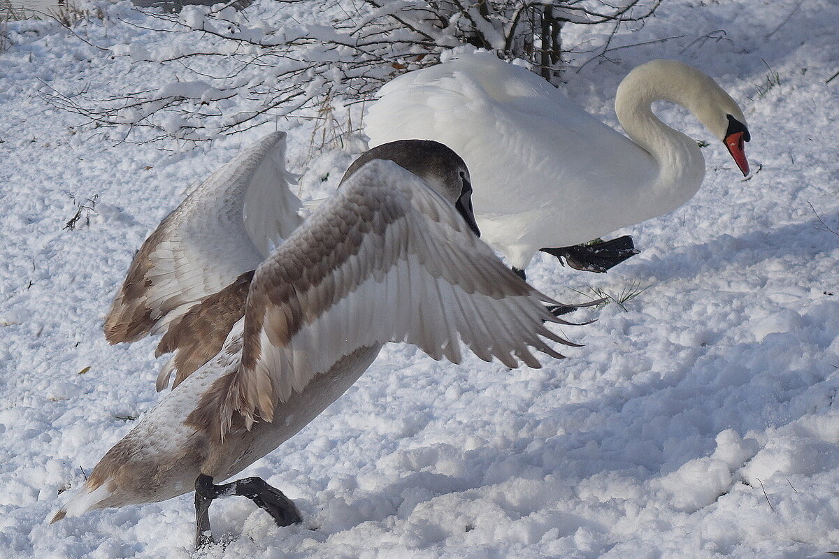 Лебеди в городском парке - Рита Симонова