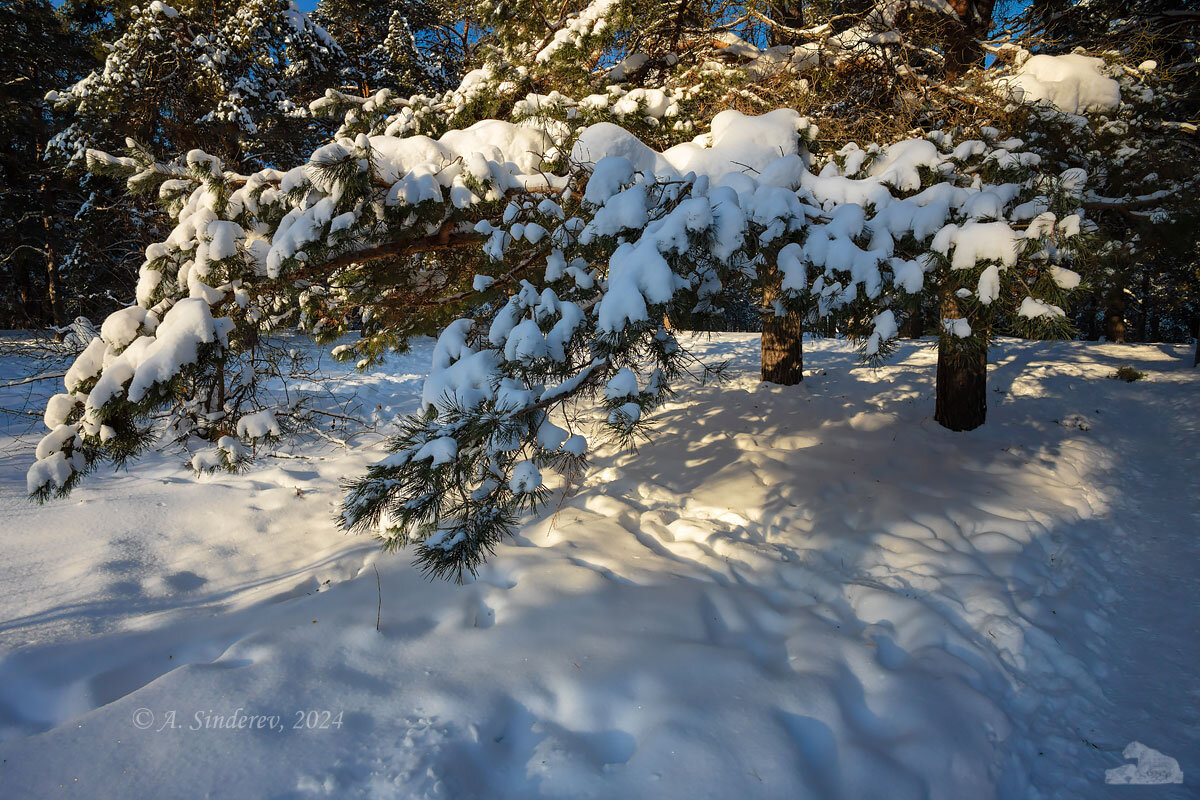 Ветка в снегу - Александр Синдерёв