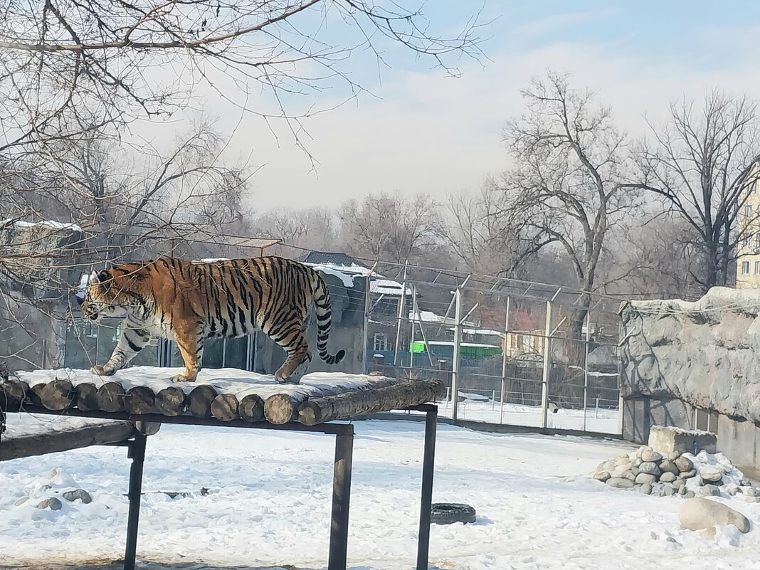 Almaty. - Murat Bukaev 