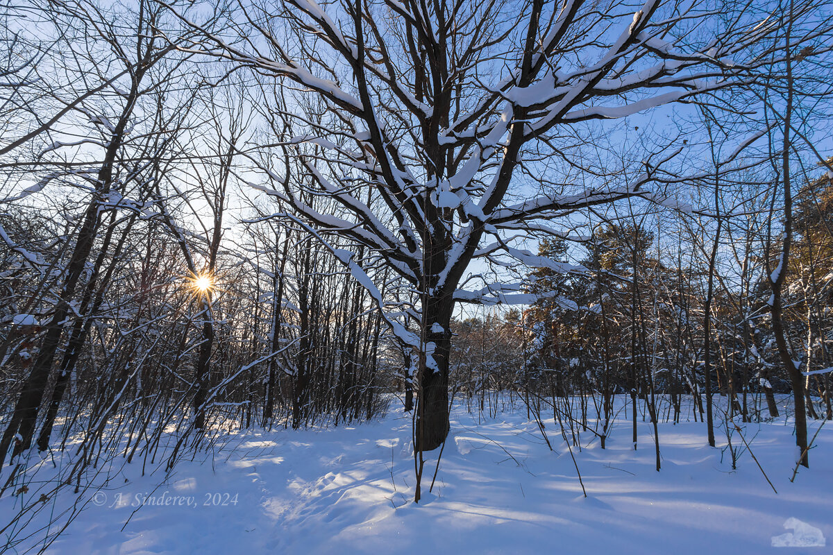 Зимний солнечный пейзаж - Александр Синдерёв
