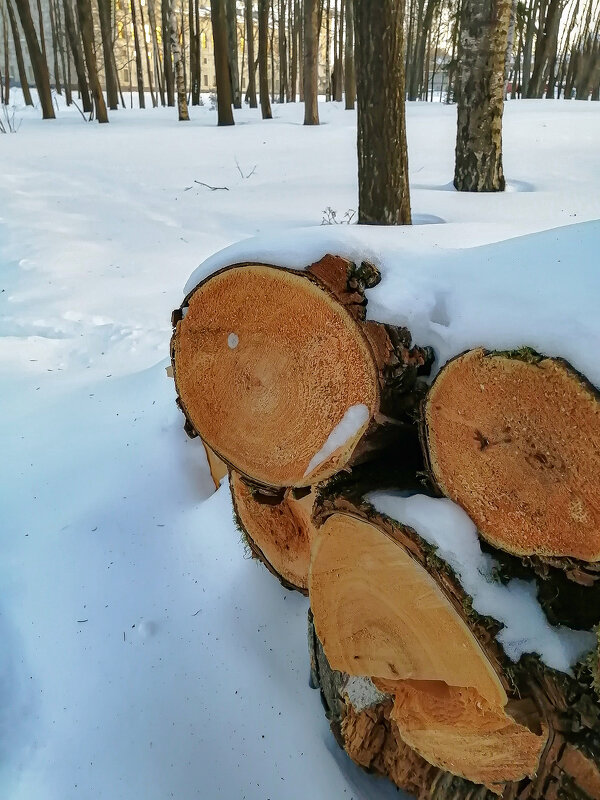 Брёвна в Гатчинском парке под снегом - Анастасия Белякова