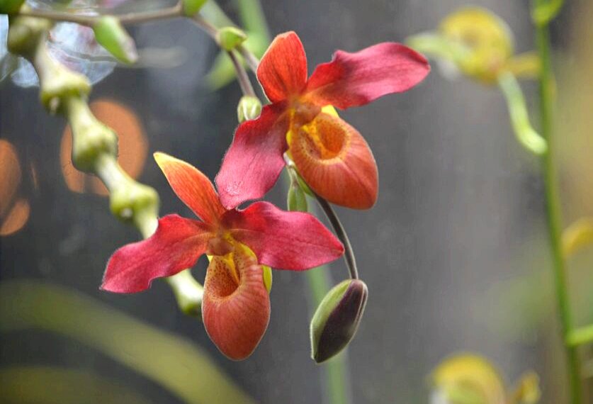 Цветущие орхидеи - Татьяна Тюменка