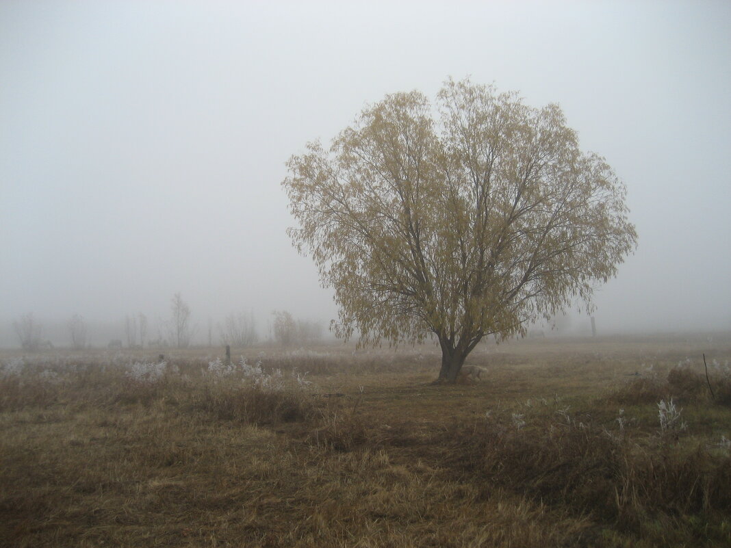 Утро туманное - Anna Ivanova
