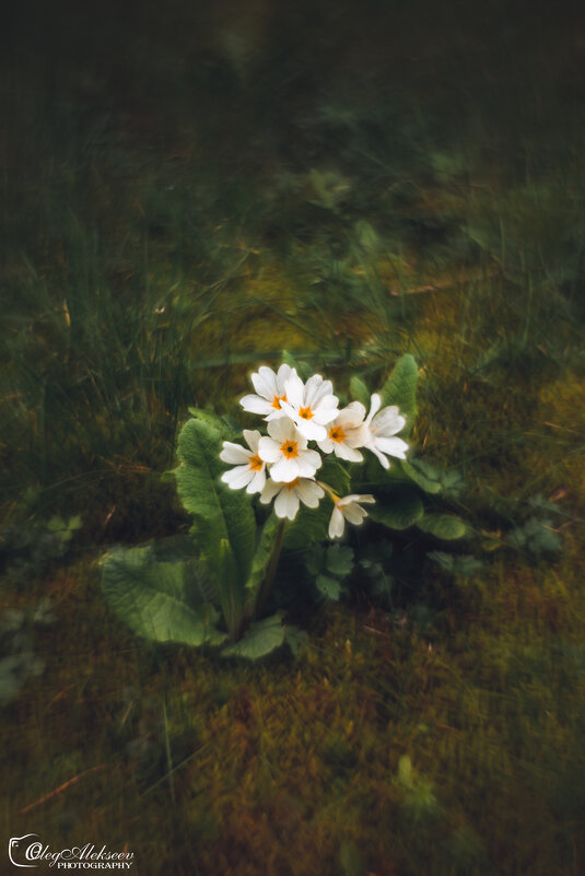 Весна. Цветы - Oleg Photograph