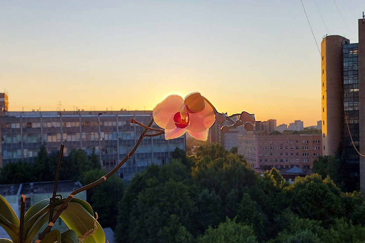 Орхидея в лучах восхода - Минихан Сафин