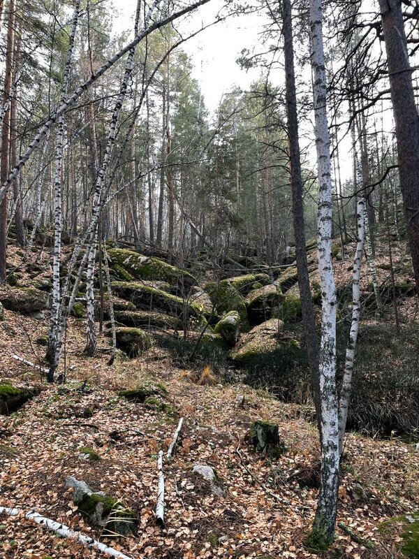 В лесу осень - Георгиевич 