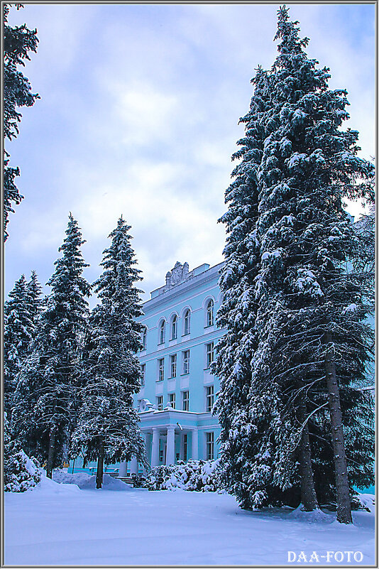 Городские ели. - Александр Дмитриев