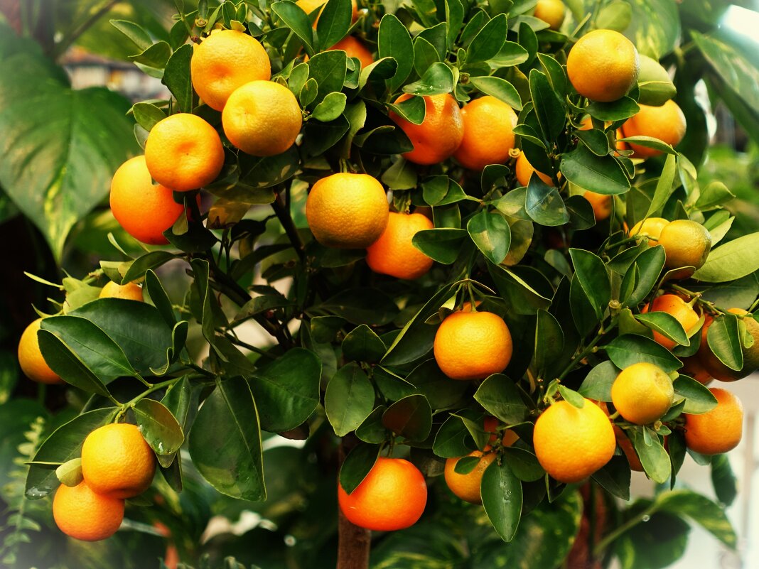Кумкват-Фортунелла(Citrus japonica) - Aida10 