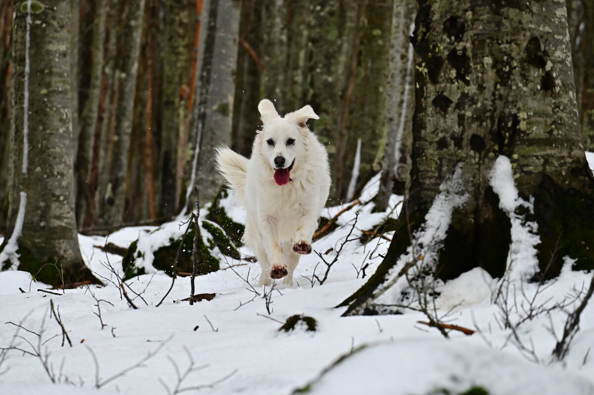 Радость от первого снега - Светлана 