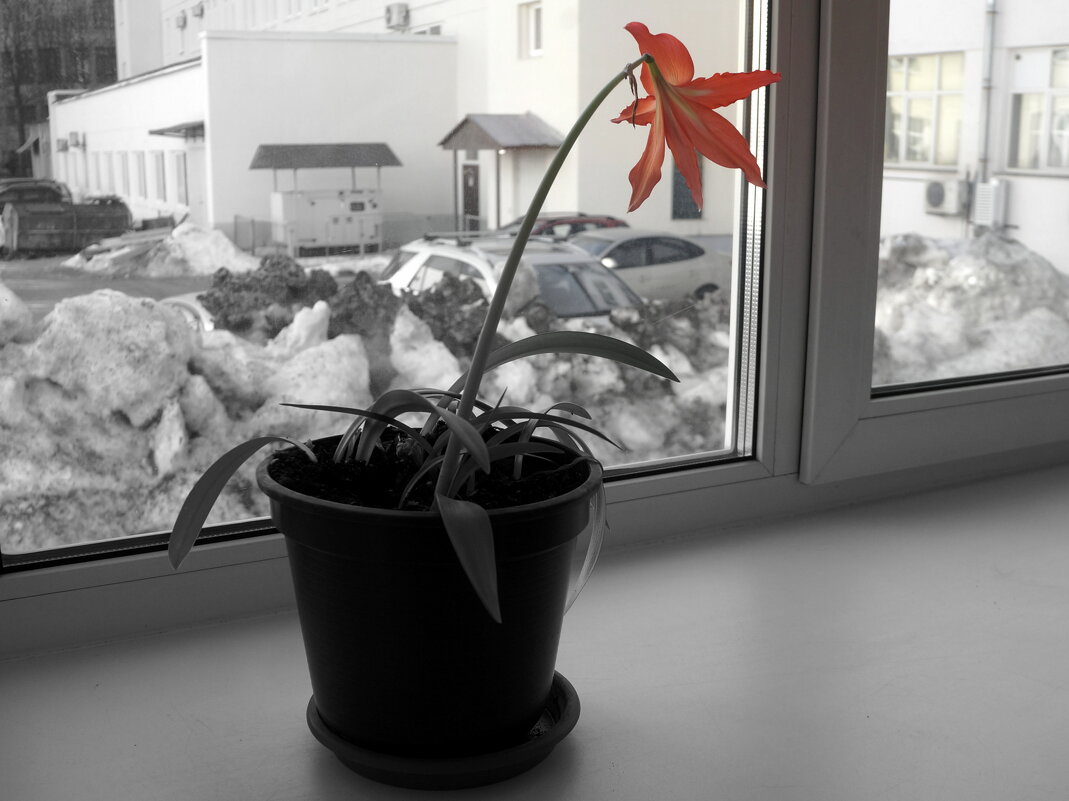 аленький цветочек и черные сугробы - zavitok *