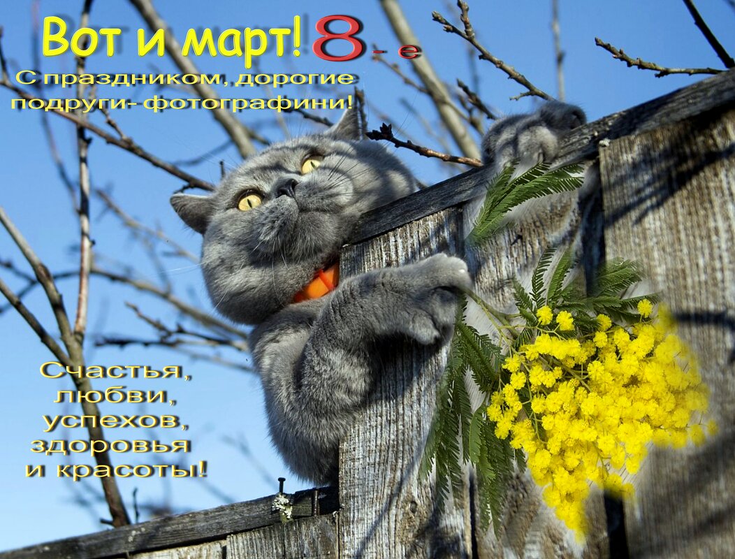 С 8-м марта, дорогие подруги - фотографини! - Елена Кирьянова