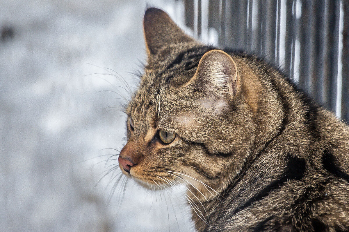 кот - аркадий 