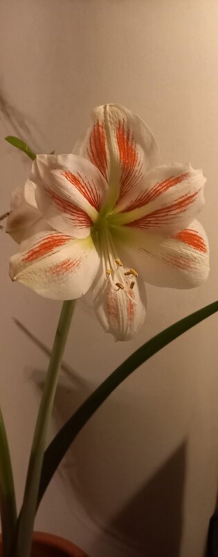 Цветок Гиппеаструма ( род Амариллисовые) - Александр Володарский