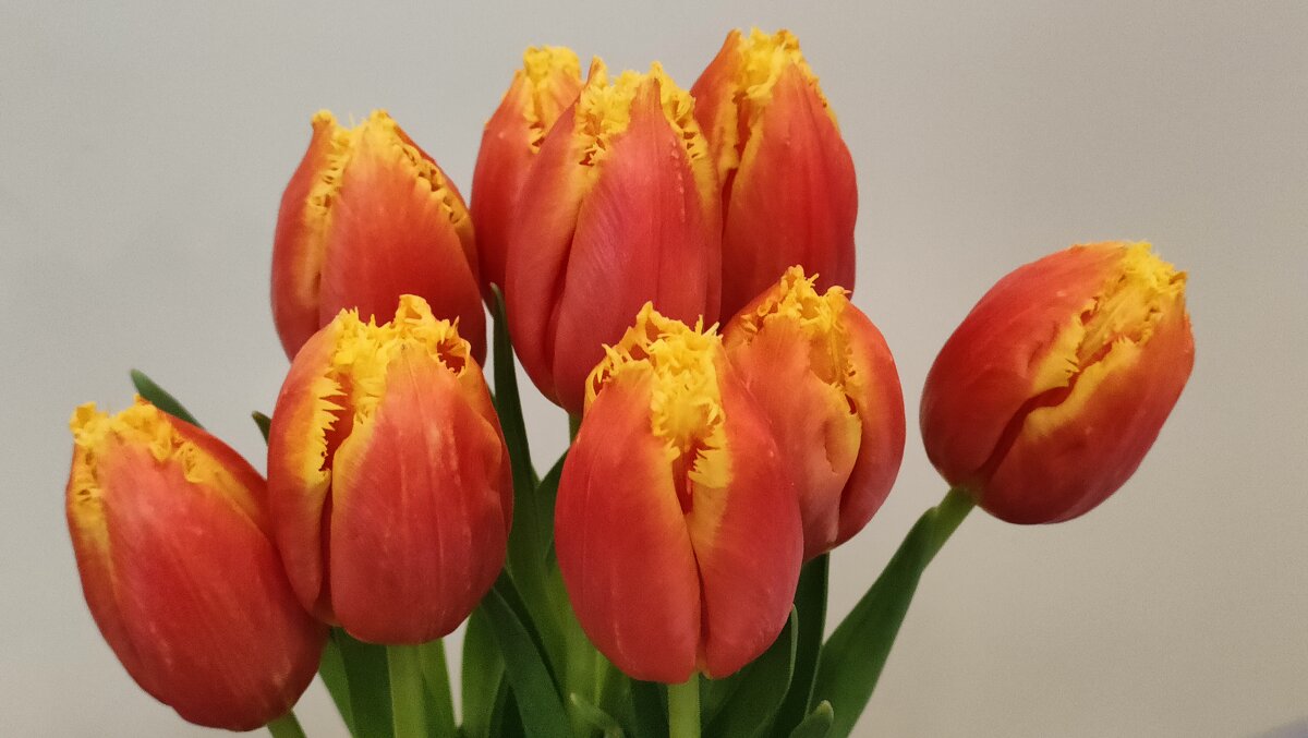 Тюльпаны - Наталия Смирнова 