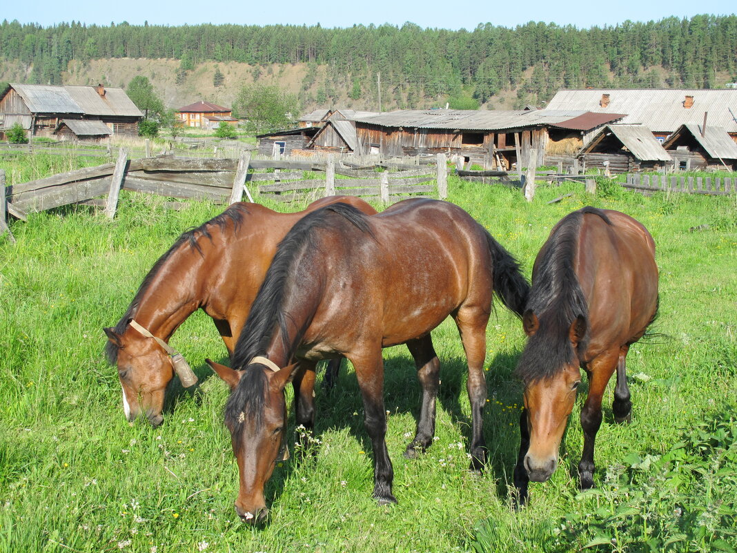 Кони, лошади, лашадки - Юрий Семёнович 