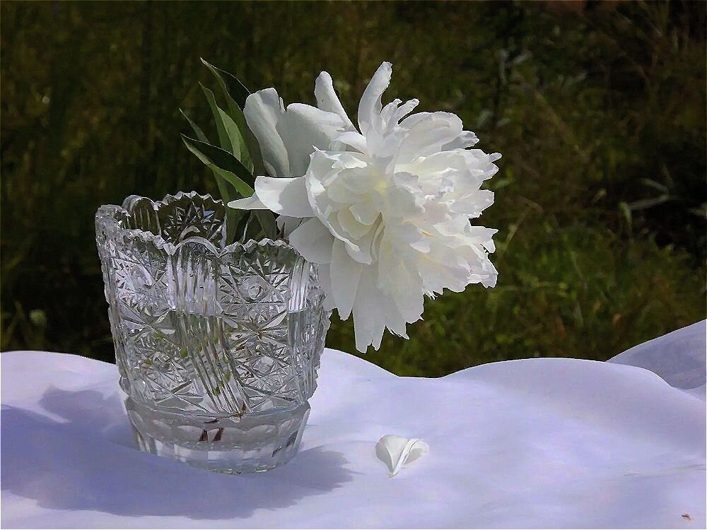 Белый цветок как белый день! - Нина Андронова