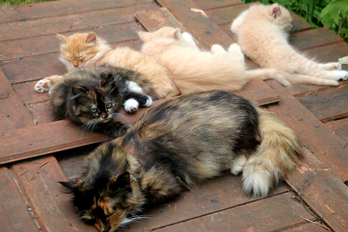 Кошка с котятами - Мария Демина