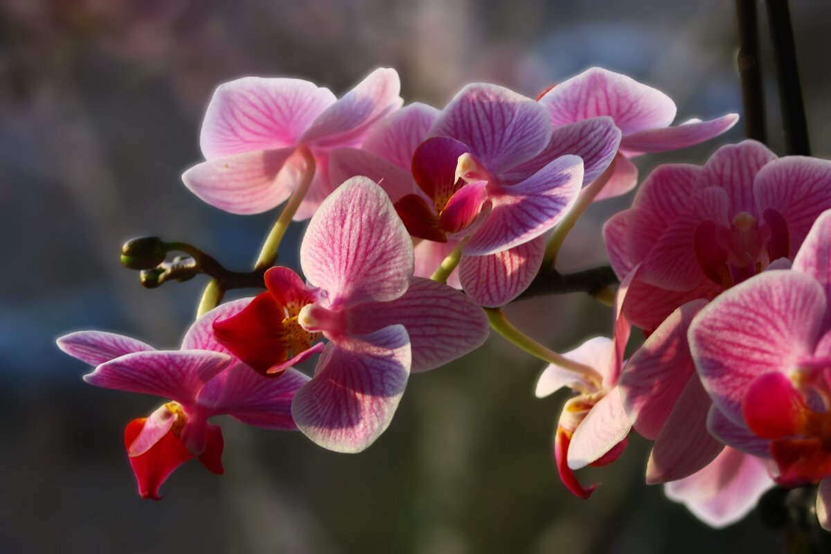 Орхидеи в цвету - Юрий. Шмаков