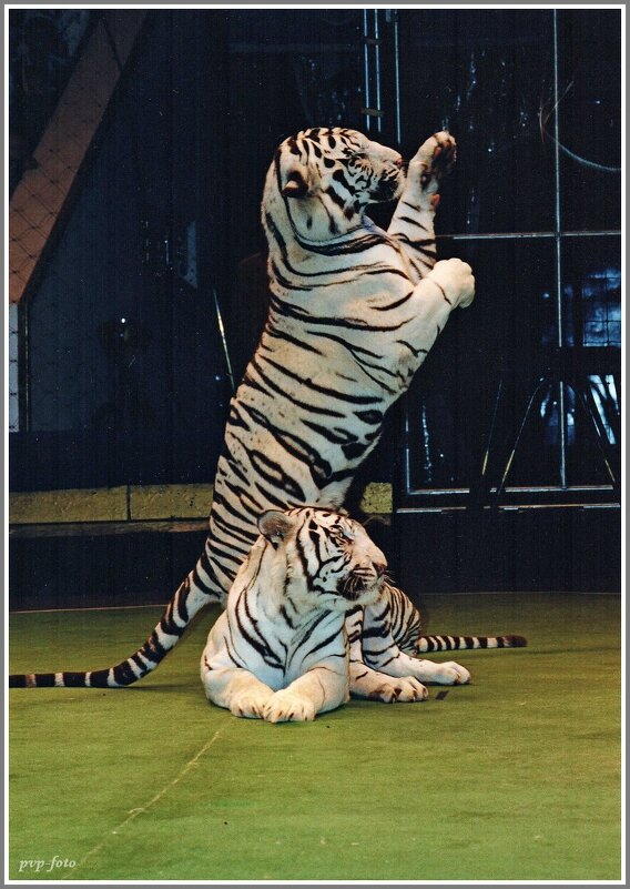 Белые тигры в цирке. - Владимир Попов