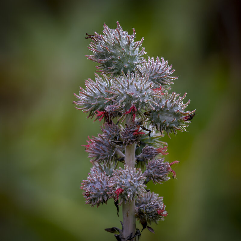 Клещевина (Ricinus) - Александр Григорьев