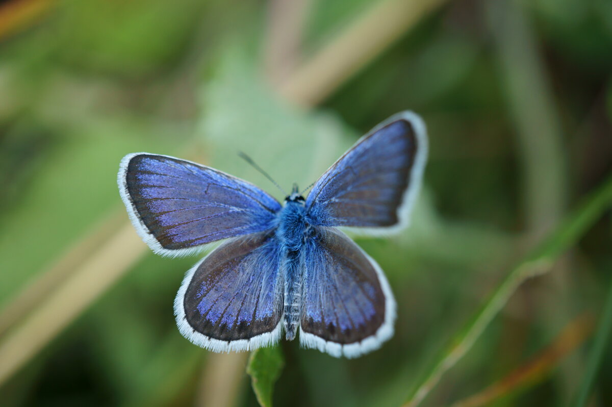 Синяя бабочка - Стас 