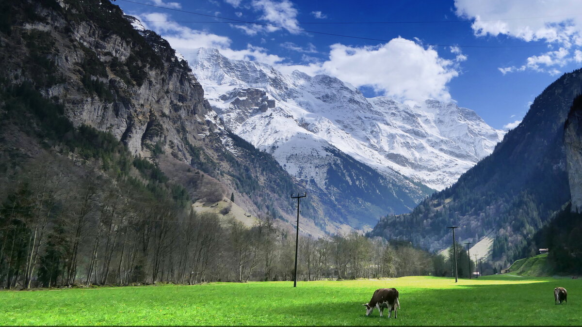 "Весеннее" пробуждение... Lauterbrunnen "Jungfraujoch" Wunderbares /Schweizer/ - - "The Natural World" Александер