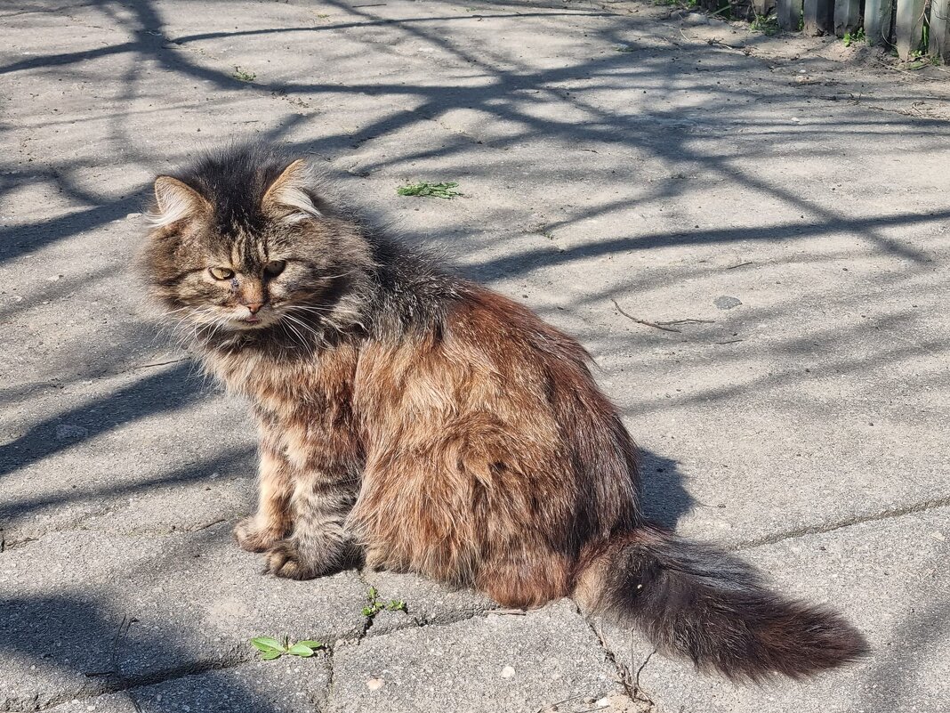 Солнечные прогулки кота Муры - Наталья 