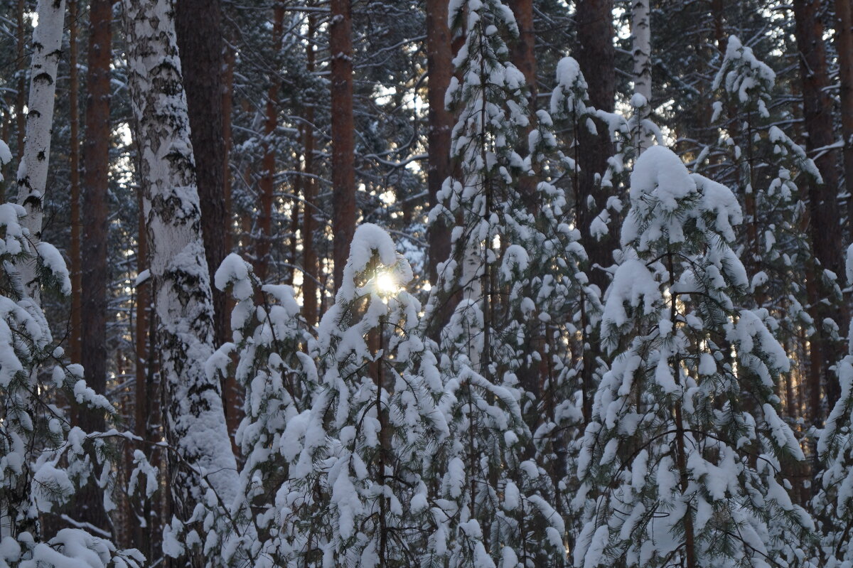 Зимний лес - Алексей Милов