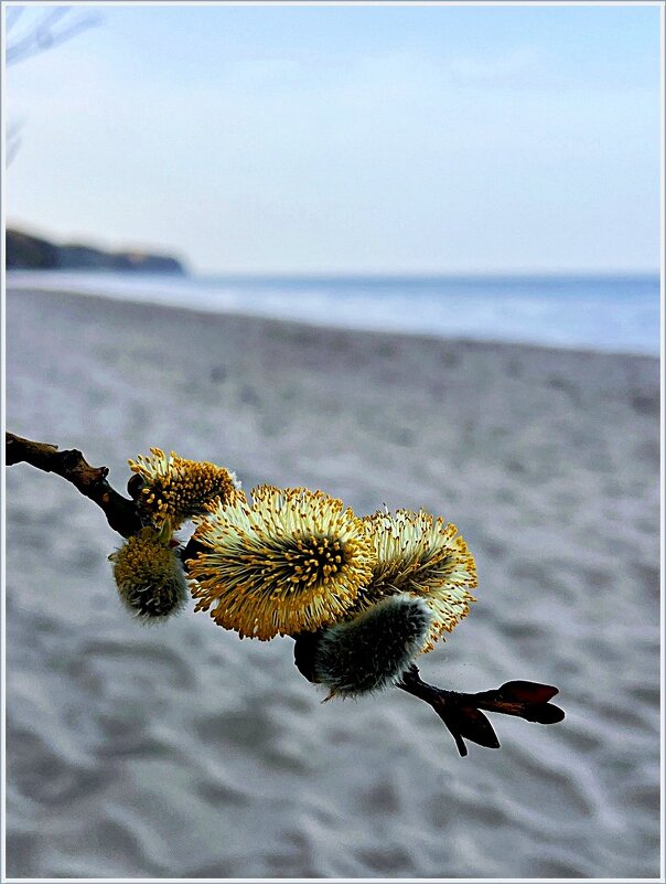 Весна у моря. - Валерия Комова