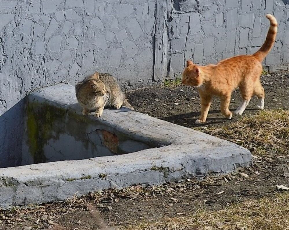 Весна, котики - Марина Кушнарева