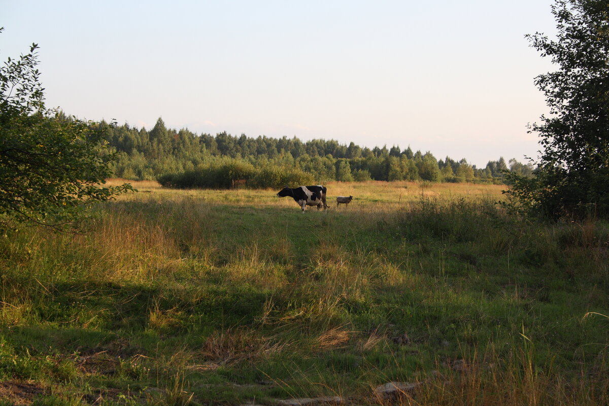 Последняя корова на хуторе - Артем 