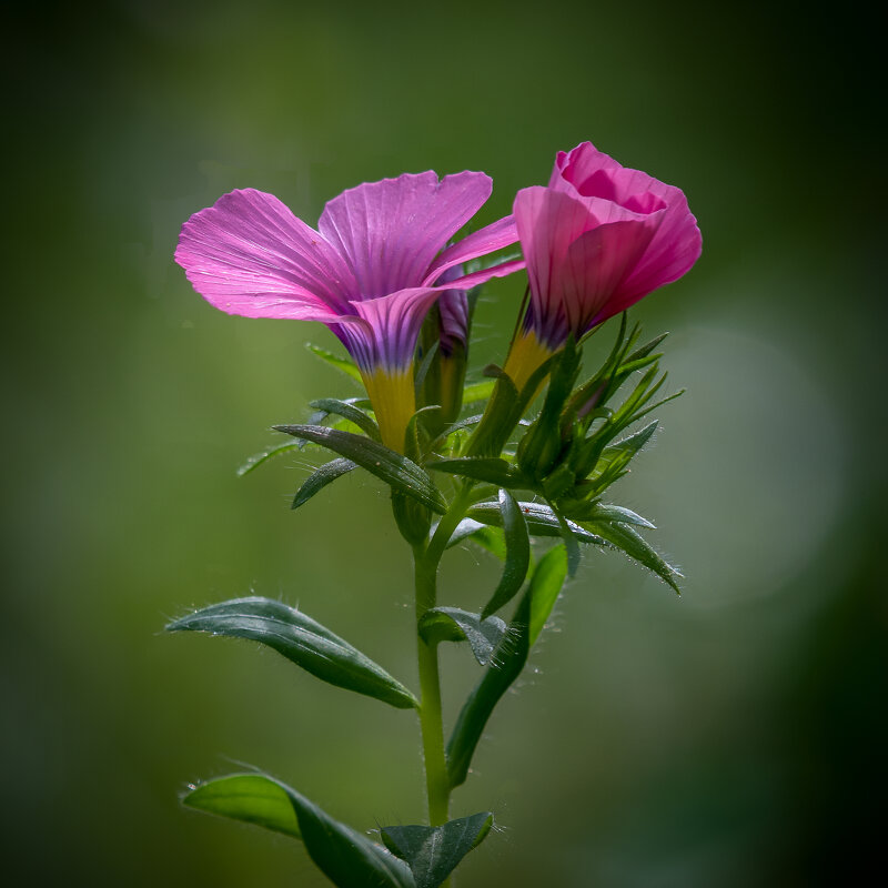 Лен пушистый ( Linum pubescens). - Александр Григорьев