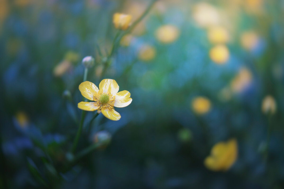 Лесной цветок - Валерий Вождаев