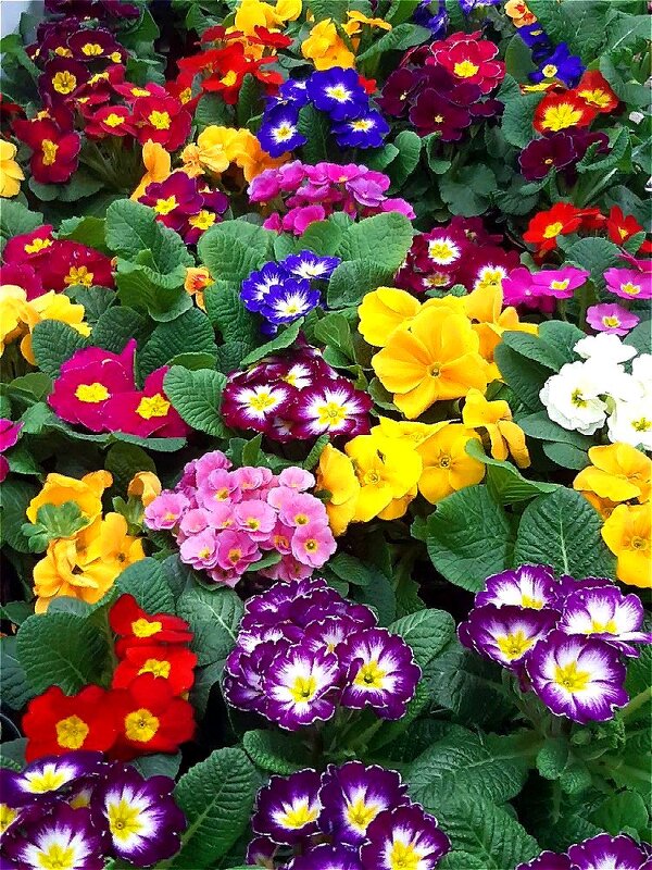 Разноцветный ковёр весны! - Нина Андронова