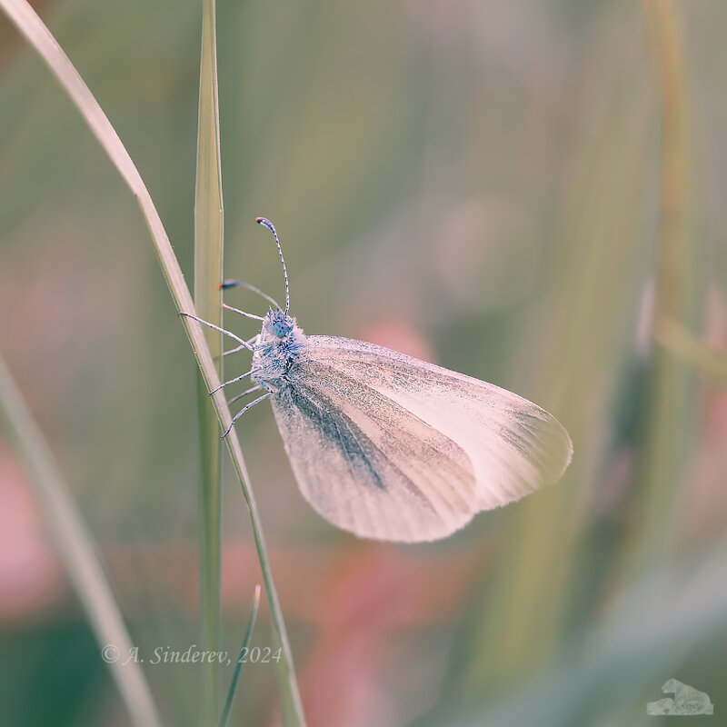 Бабочка белянка на траве - Александр Синдерёв