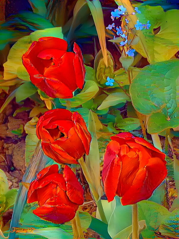 Тюльпаны - Freddy 97
