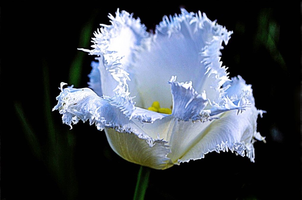 Белый тюльпан - Nina Streapan