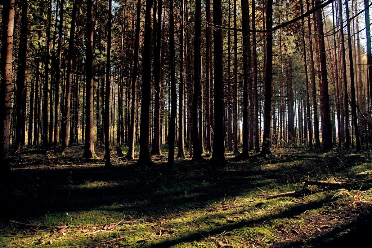 Свет и тени хвойного леса.... - Stanislav Zanegin