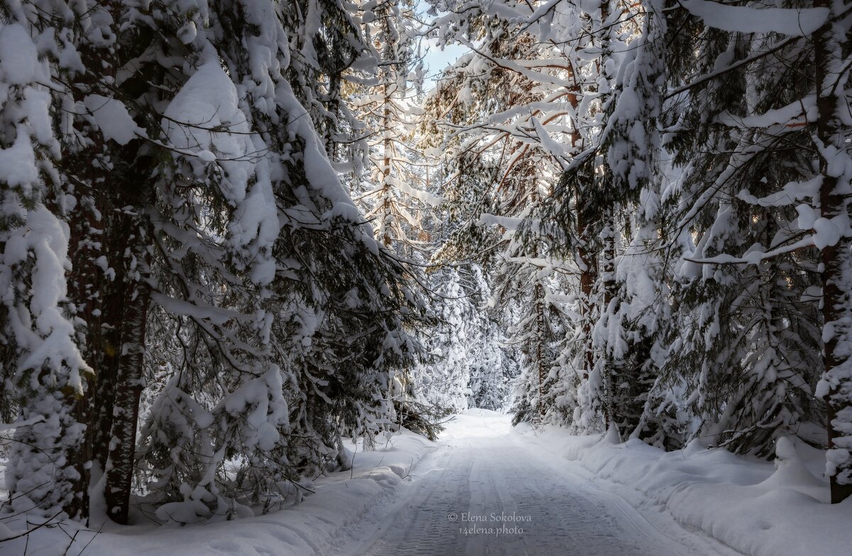 Снежный лес - Елена Соколова