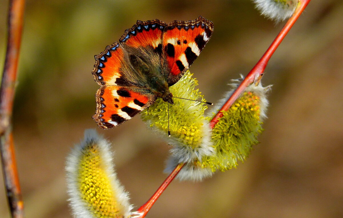 весенние бабочки 5 - Александр Прокудин