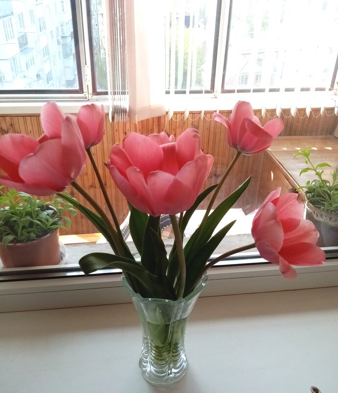 Садовые тюльпаны - Татьяна Р 